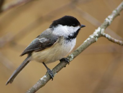 Ottawa Chickadee