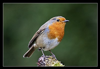 Robin