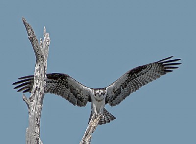 Osprey