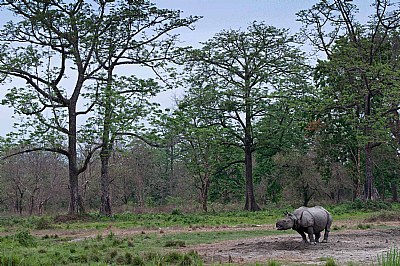 One horned Indian Rhino