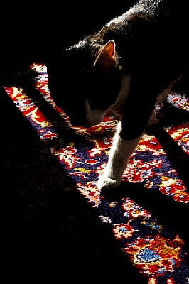 Jimmy on the persian carpet
