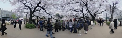 Cherry-Blossom Viewing