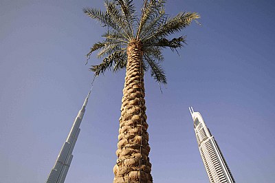 the burj-dates tree and the address