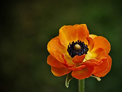 Flower...