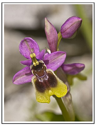  Torcal Orchid
