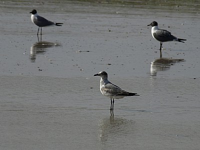 Trio on the Beach