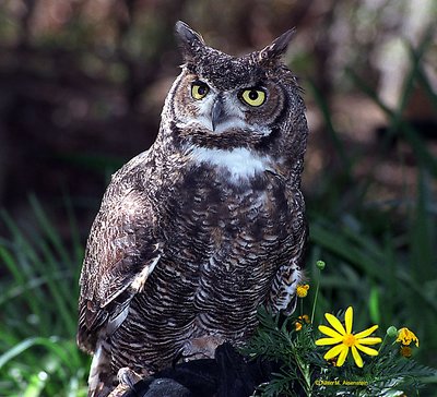 Owl (1190-34)