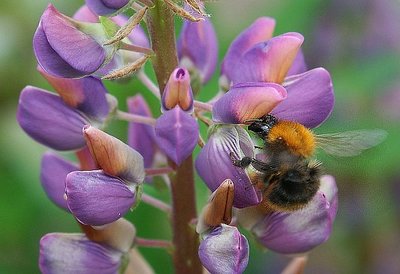 Beautiful flower with bumble bee