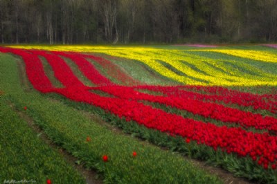 Tulip Waves