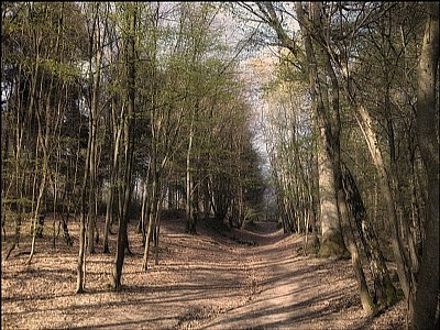 Wood