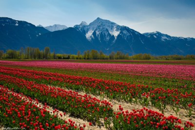 Tulips and Mt. Cheam 2