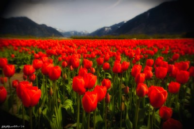 Holga Tulips