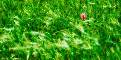 Tulips in the Wind 2