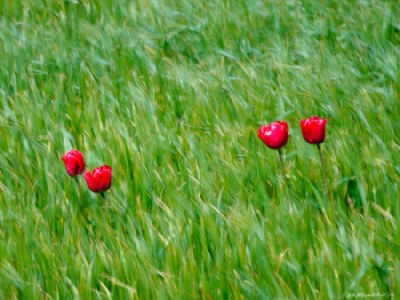 Tulips in the Wind 3