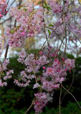 Blossom Closeup