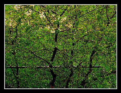 RAINY AND GREEN