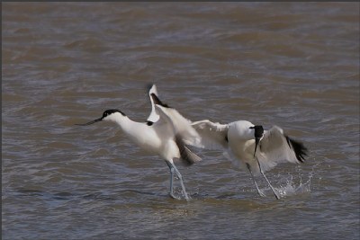 Birds Dance