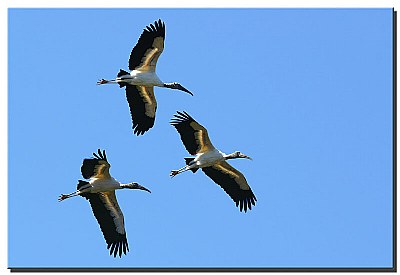 Wood Stork in Flight