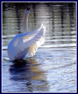 Dancing with  Swan.