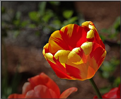 Tulip4