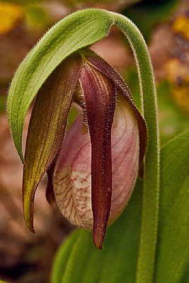 shrouded lady slipper