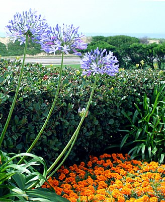 Agapanthus & Ocean