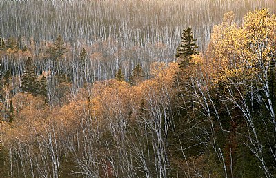 Split Rock Light on Aspen delight