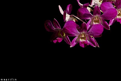 Purple Orchid in the Dark