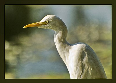 Common Egret