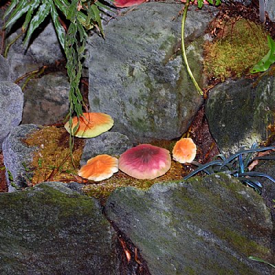 Mushrooms & Rocks
