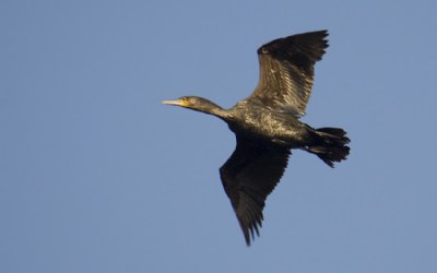 Cormorant -Dutch =Aalscholver