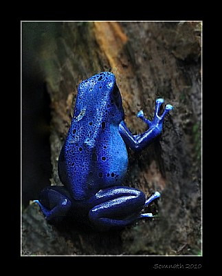 Blue Poison Dart Frog (Dendrobates azureus)
