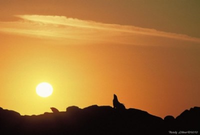 Sea Lion Sunset