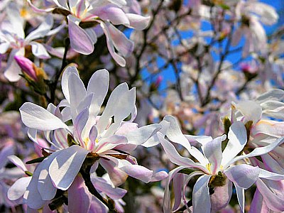 magnolia in May