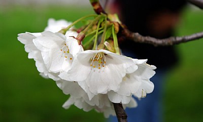 Spring