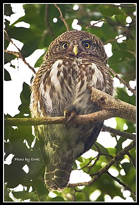 B144 (Asian Barred Owlet)