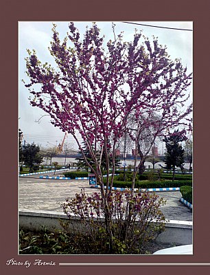 Life of spring 7