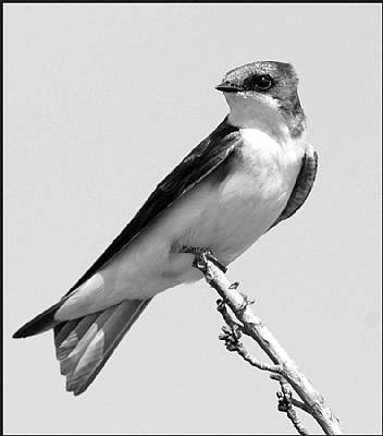 Tree Swallow Female (bw)