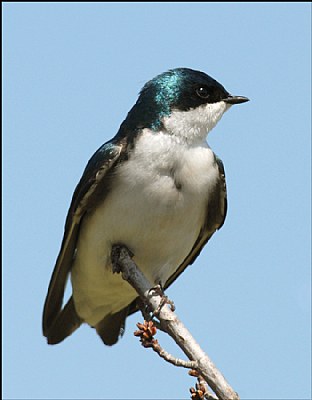 Tree Swallow (Male)