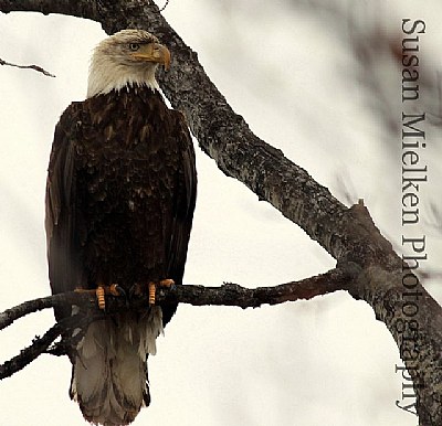 Bald Eagle