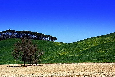 orcia