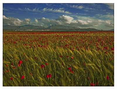  Poppy Fields