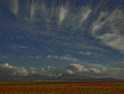  Poppies and Clouds