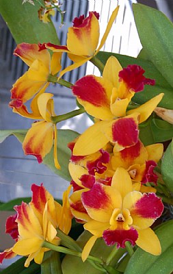 Orchids