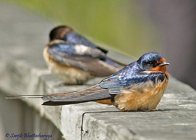 Barn Swallow