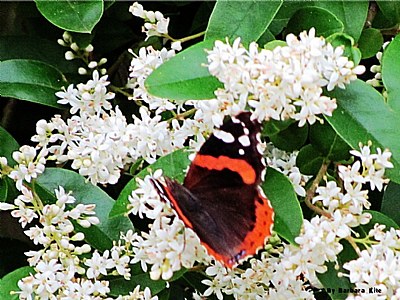 " Red Admiral ", By Barbara Kite