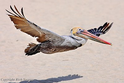 Brown Pelican