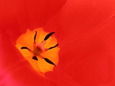 tulip