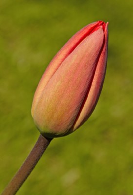 tulp