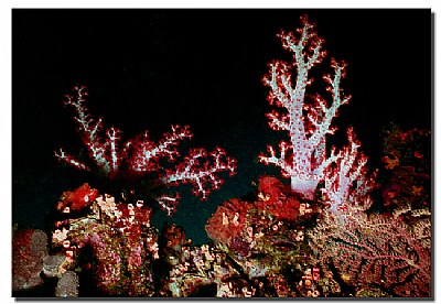 Soft Coral